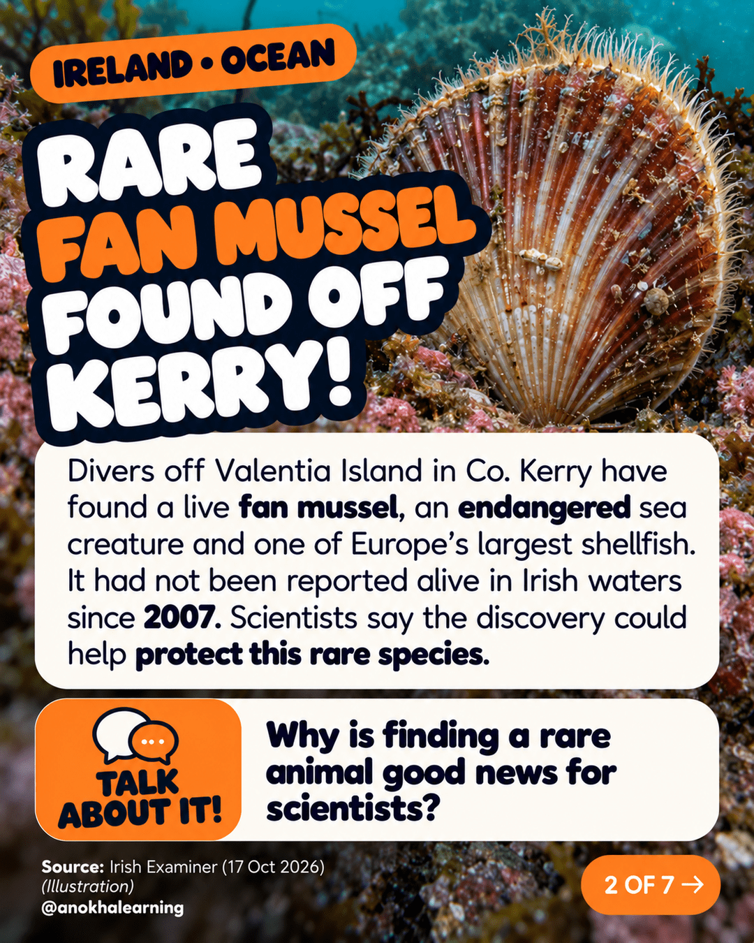 Story image: Rare fan mussel found off Kerry. A large shell on the seabed, with a Talk About It question about why finding a rare animal is good news for scientists