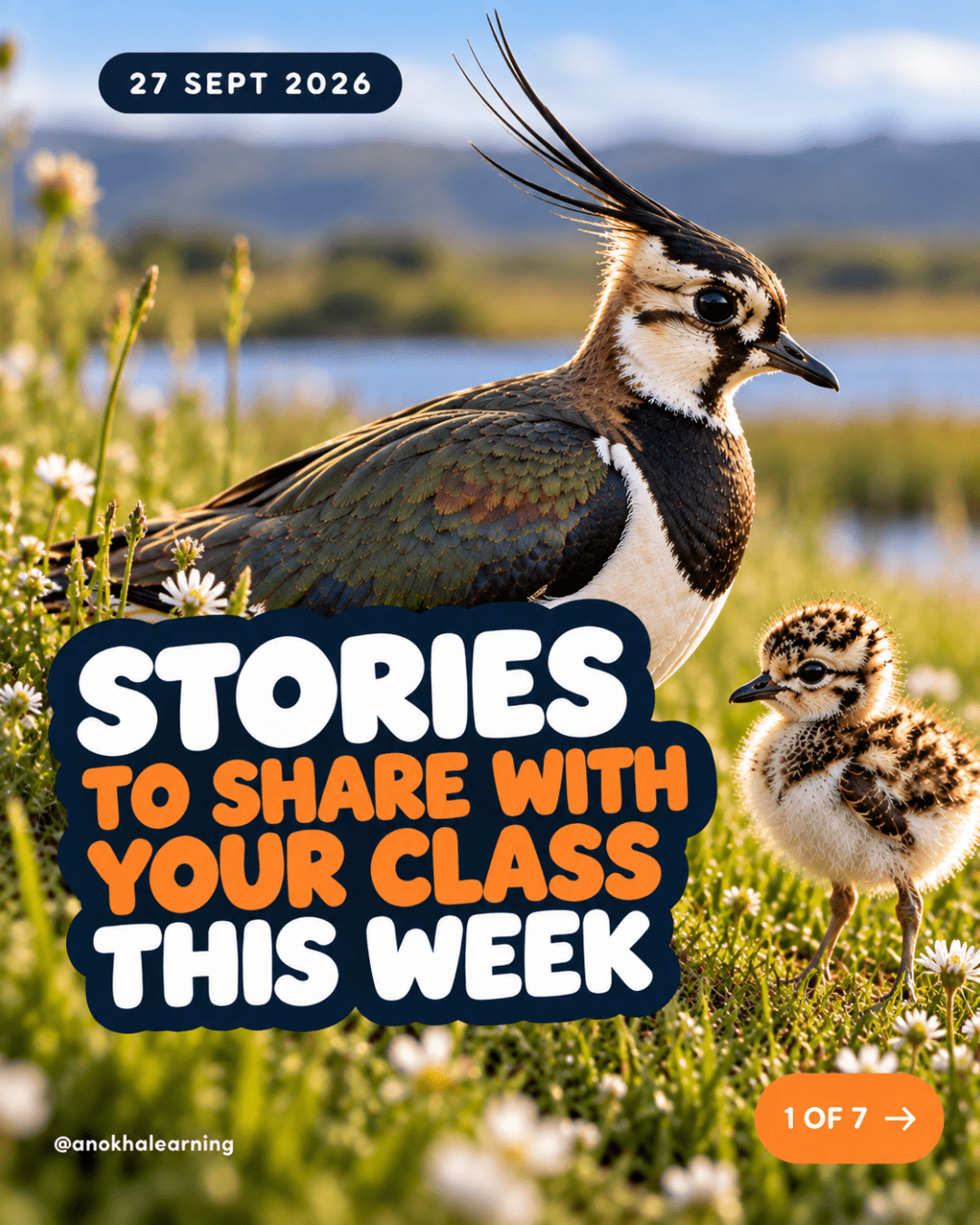Slide 1 of 7: Stories to Share With Your Class This Week, 27 September 2026, with a lapwing and its chick in a meadow
