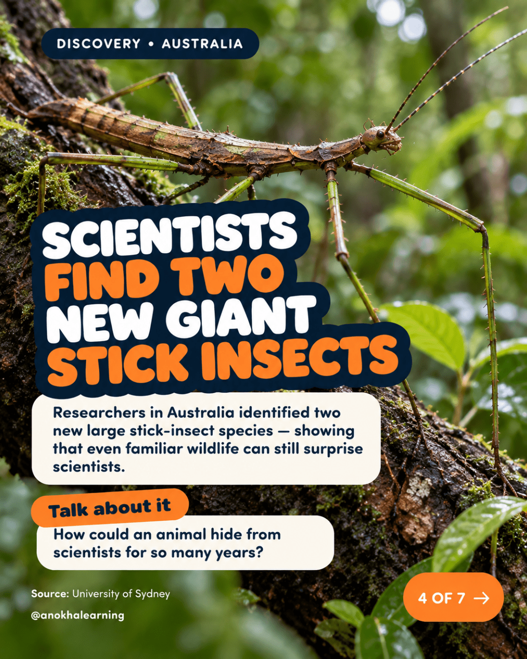 Slide 4 of 7: Scientists find two new giant stick insects. A giant stick insect on a mossy branch, with a Talk About It question about hiding from scientists