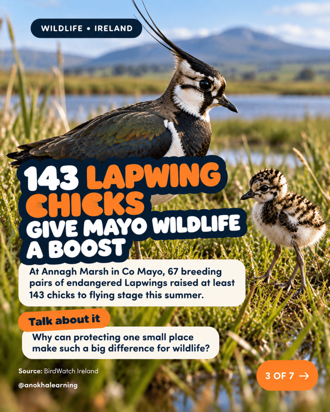 Slide 3 of 7: 143 lapwing chicks give Mayo wildlife a boost. A lapwing and chick in the marsh grass, with a Talk About It question about protecting small places