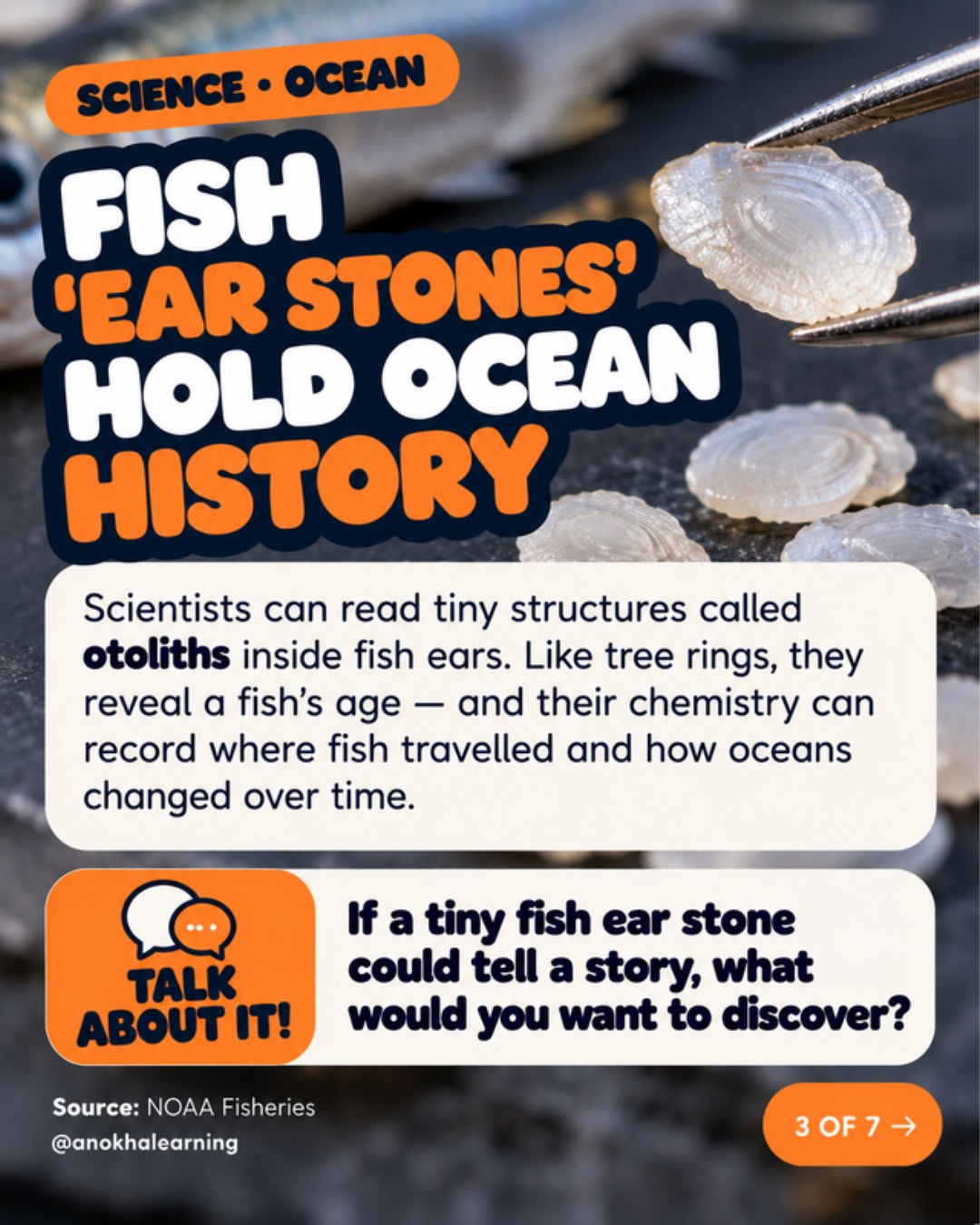 Tiny fish ear stones held in tweezers with the story Fish Ear Stones Hold Ocean History and a Talk About It question