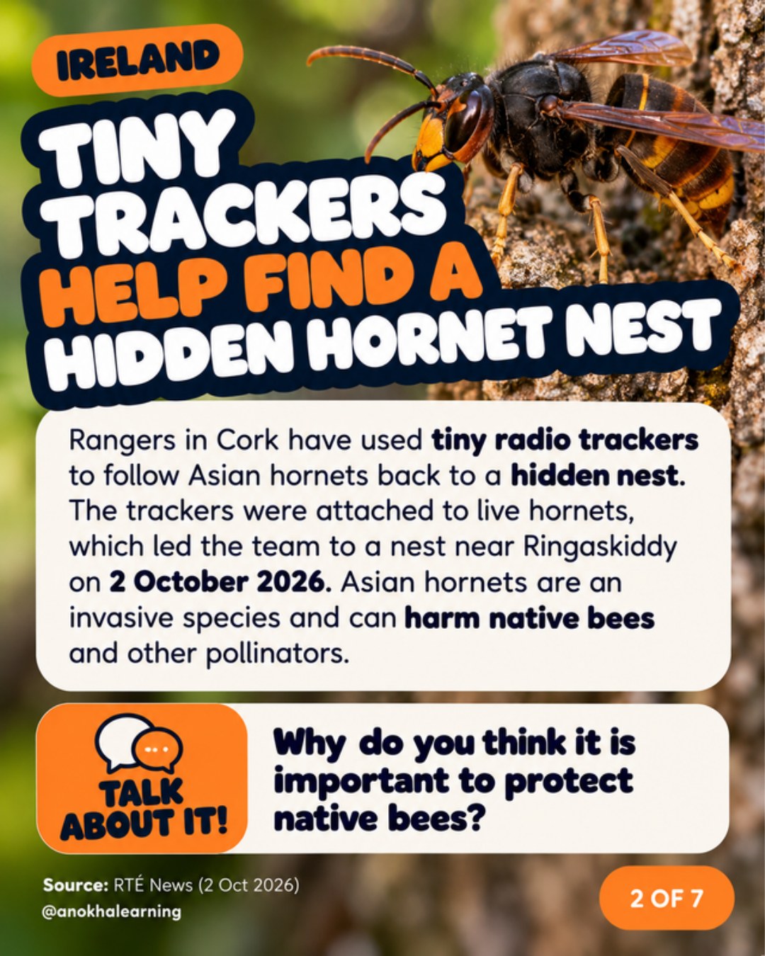 Asian hornet on tree bark with the story Tiny Trackers Help Find a Hidden Hornet Nest and a Talk About It question