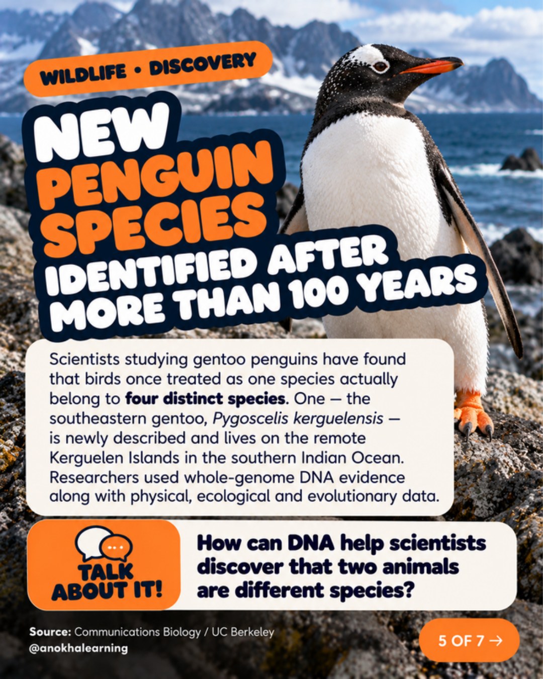 Gentoo penguin with the story New Penguin Species Identified After More Than 100 Years and a Talk About It question